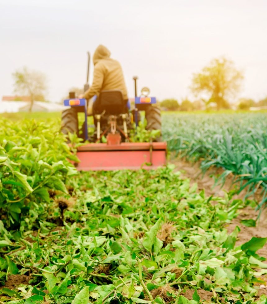 a-farmer-plows-a-eggplants-plants-farmer-on-a-tra-2026-01-08-23-27-56-utc (1)