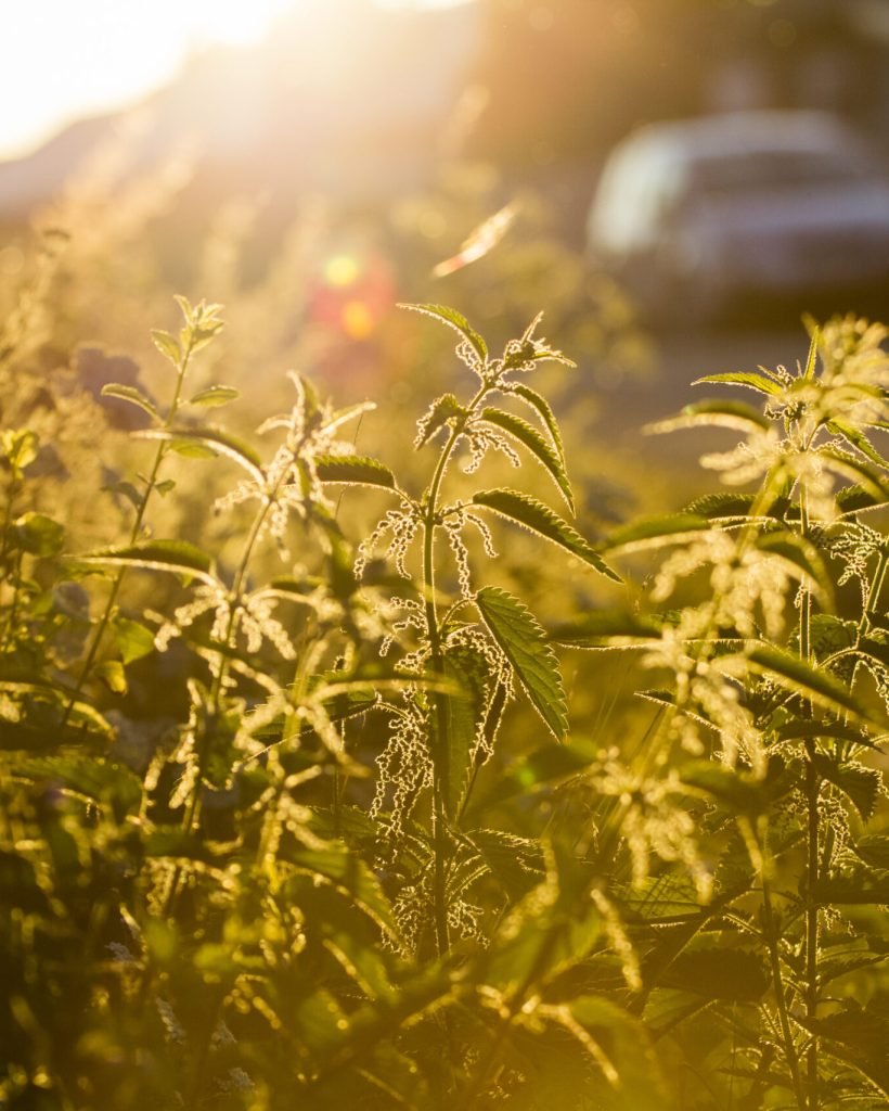 nettle-urtica-dioica-plant-against-the-light-i-2026-01-09-14-10-09-utc